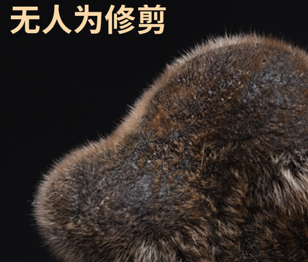 梅花鹿整枝鹿茸