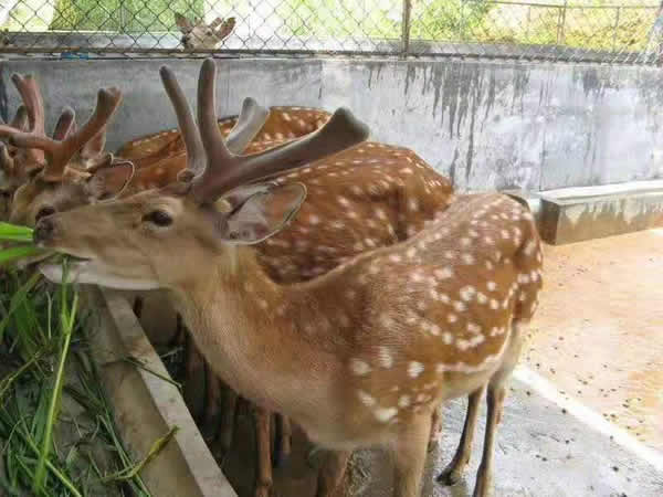 梅花鹿养殖需要的条件